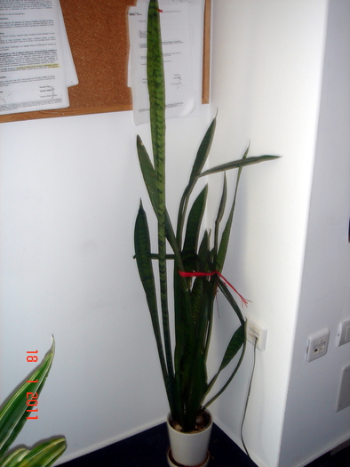 sansevieria - plante de interior