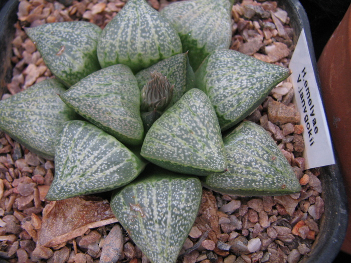 v. janvgokii - 19.01.2011; Colectia Ciprian Suta
