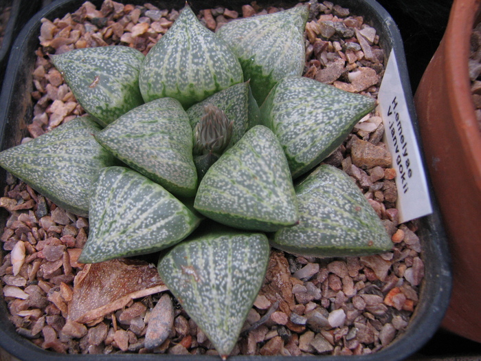 v. janvgokii - 19.01.2011; Colectia Ciprian Suta
