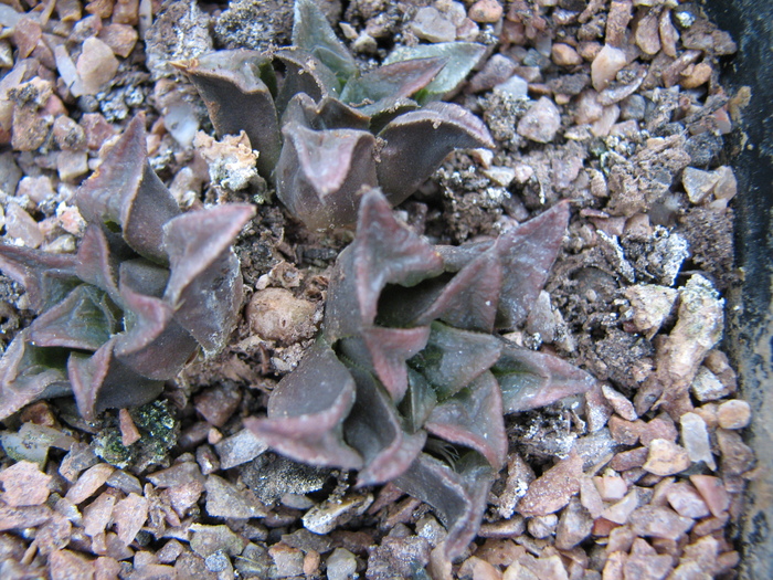 v. atrofusca - 19.01.2011; Colectia Ciprian Suta
