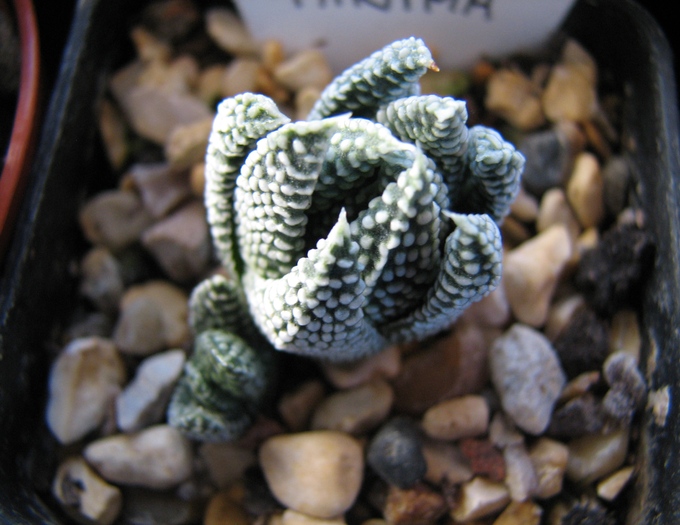 19.01.2011; Colectia Ciprian Suta
