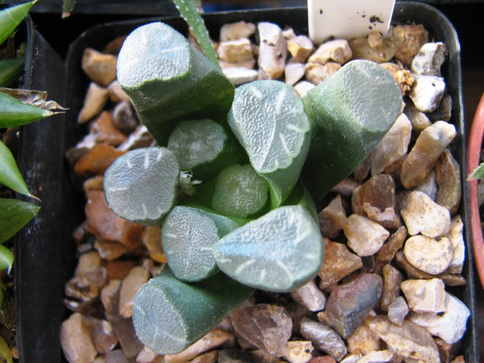 19.01.2011 - Haworthia maughanii