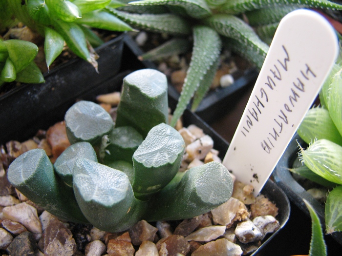 19.01.2011 - Haworthia maughanii