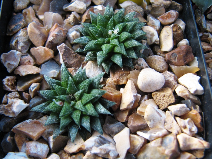 19.01.2011; Colectia Ciprian Suta
