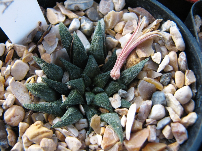 19.01.2011; Colectia Ciprian Suta
