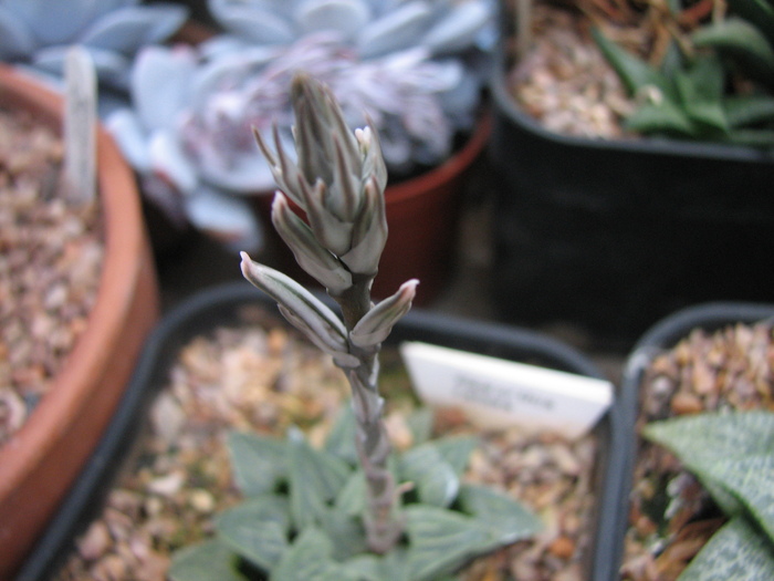 19.01.2011; Colectia Ciprian Suta
