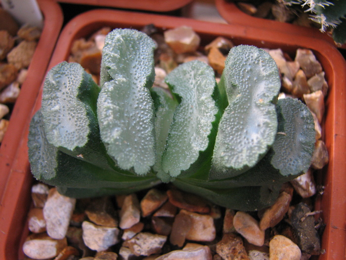 19.01.2011 - truncata