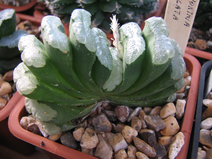 19.01.2011 - truncata