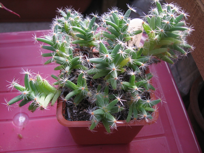 19.01.2011; Colectia Ciprian Suta
