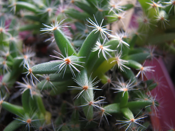19.01.2011; Colectia Ciprian Suta
