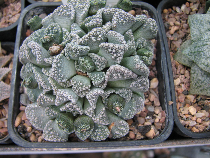 19.01.2011; Colectia Ciprian Suta
