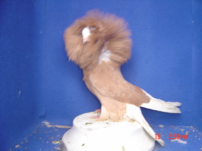 M 2009 - gulerati2011