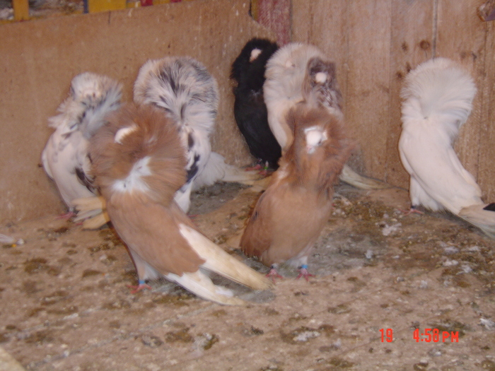  - gulerati2011