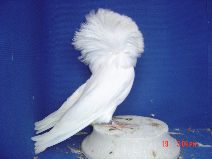 M 2010 - gulerati2011