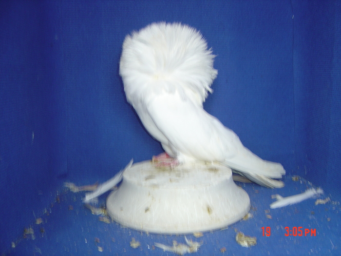 M 2009 - gulerati2011