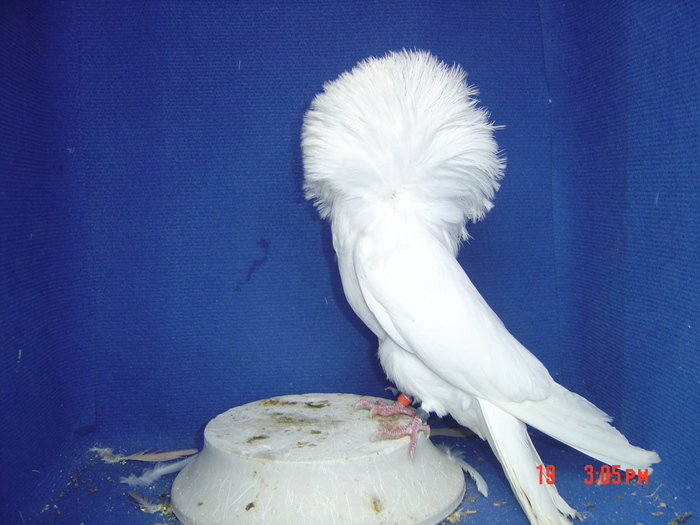 M 2009 - gulerati2011