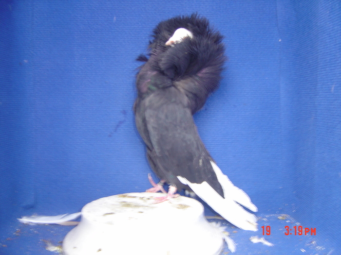 M 2010 - gulerati2011