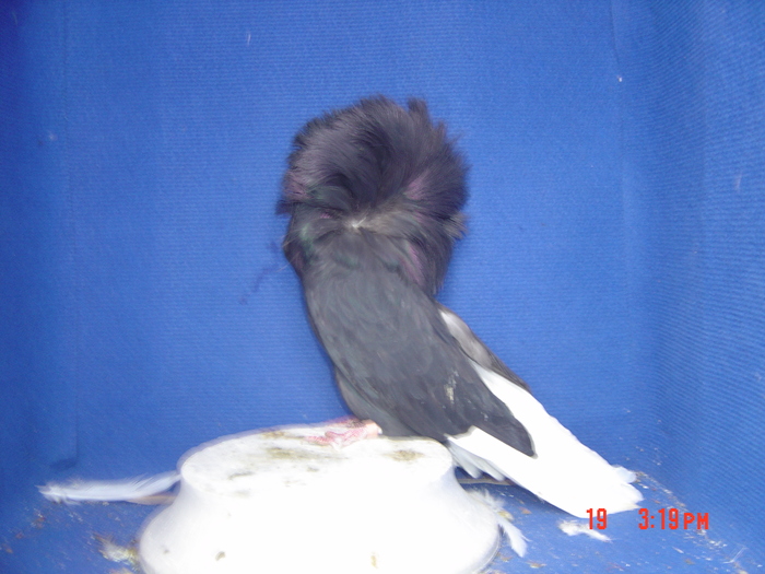 M 2010 - gulerati2011
