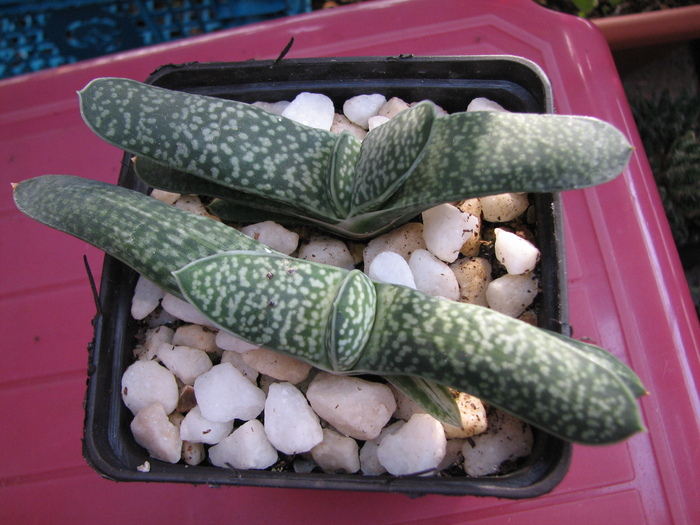 Gasteria 1 (1) - Gasteria