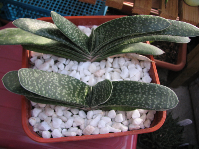 Gasteria 1 (2)