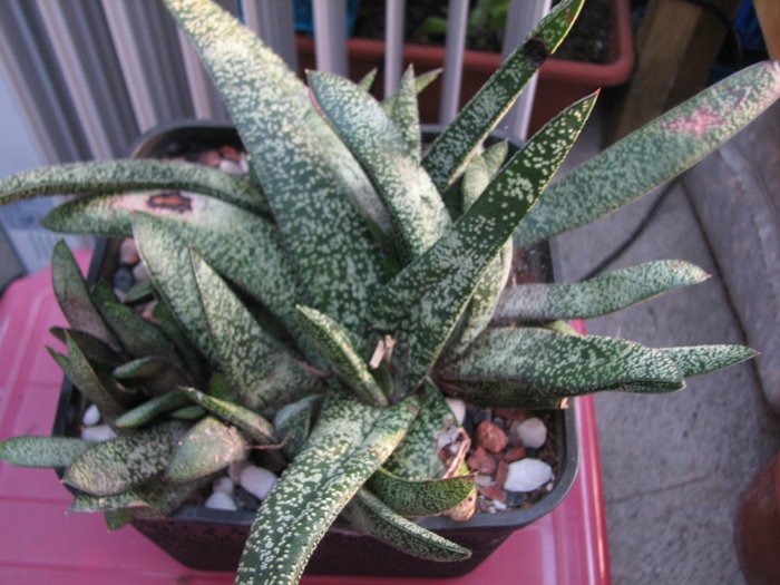 Gasteria 2 (1) - Gasteria