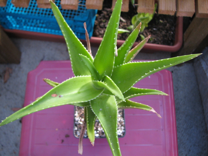 Aloe - Aloe