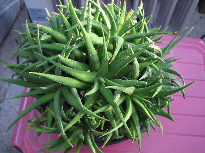 Haworthia 4 (1) - Haworthia