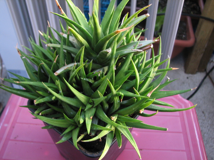 Haworthia 4 (5) - Haworthia