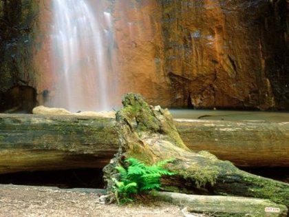 Berry Creek Falls, Big Basin Redwoods State Park, California - poze frumoase