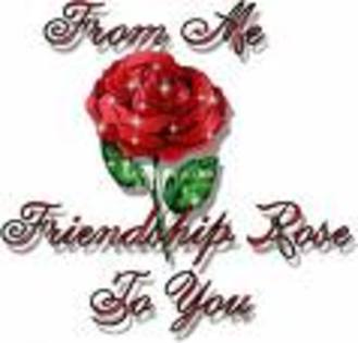 rose - poze frumoase