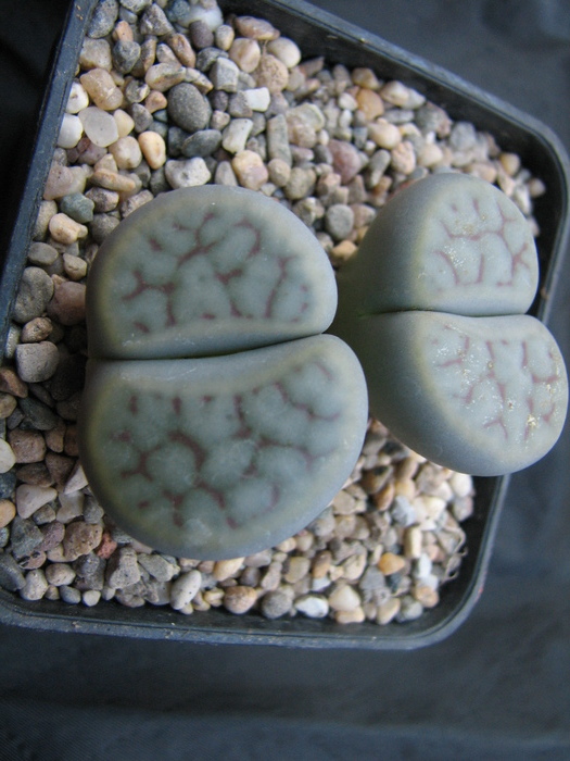 Lithops 1 scwantesii sau pseudotruncatela form