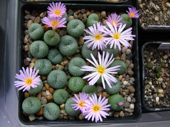 Conophytum 1 (1) - Conophytum NO NAME