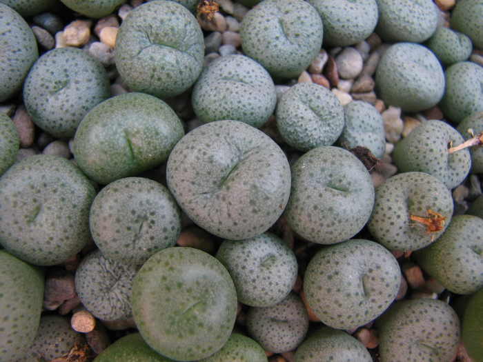 Conophytum 1 (5) - Conophytum NO NAME