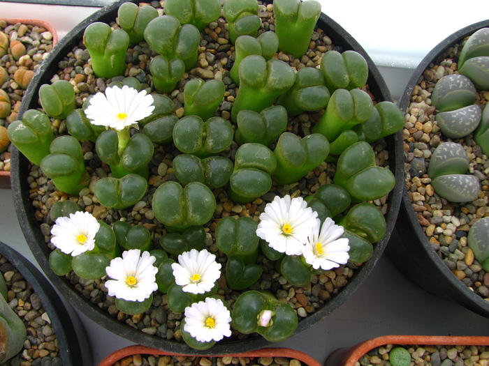 posible limpidum (5) - Conophytum NO NAME