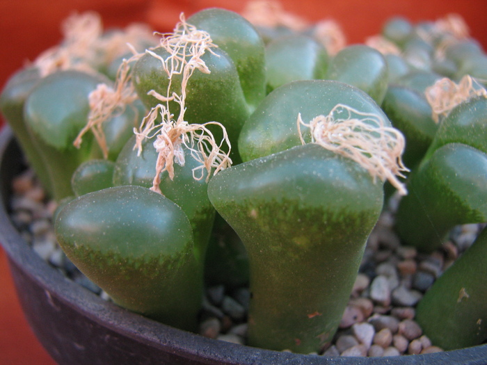 posible limpidum (6) - Conophytum NO NAME