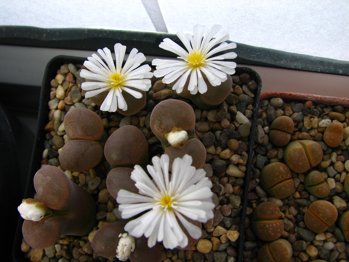 Conophytum 2 like limpidum but brownish head (1)