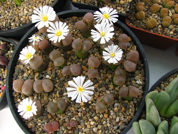 Conophytum 2 like limpidum but brownish head (2) - Conophytum NO NAME