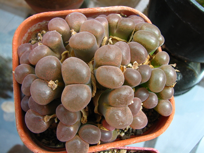 Conophytum 2 like limpidum but brownish head (3) - Conophytum NO NAME