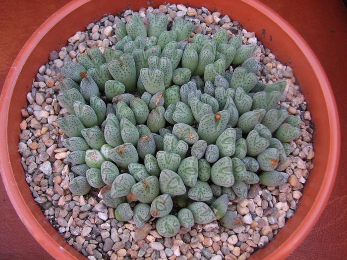 Conophytum 3 (2) - Conophytum NO NAME