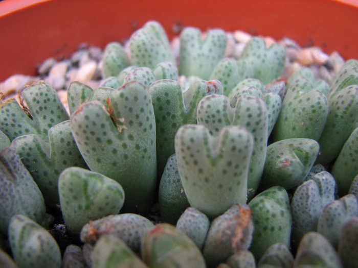 Conophytum 3 (3)