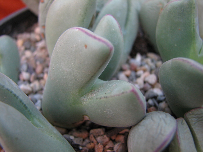 bilobum ssp unknown (1) - Conophytum NO NAME