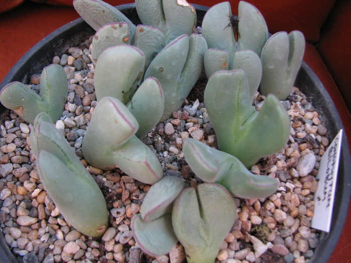 bilobum ssp unknown (2) - Conophytum NO NAME