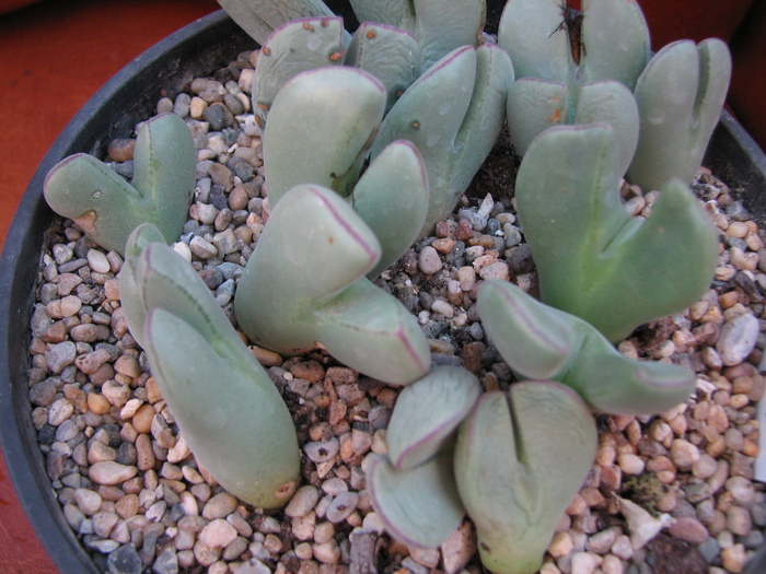 bilobum ssp unknown (3) - Conophytum NO NAME