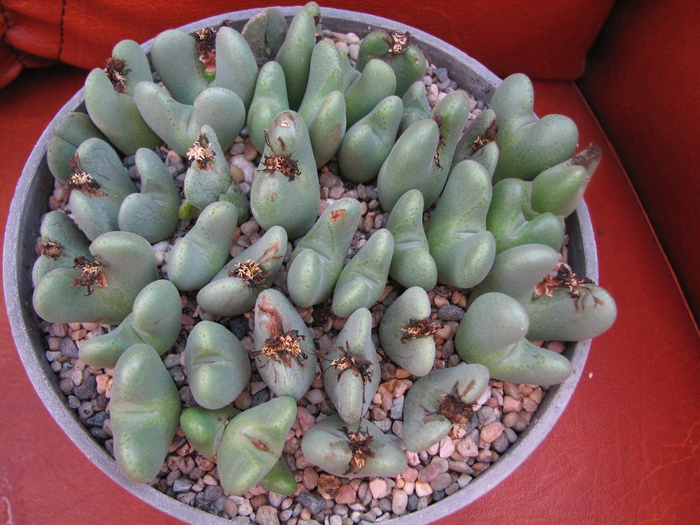 posile bilobum ssp unknown(1) - Conophytum NO NAME