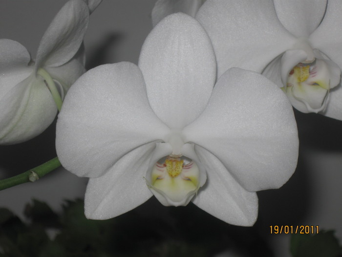 2010-2011 009 - 1-Orhideele mele dragi