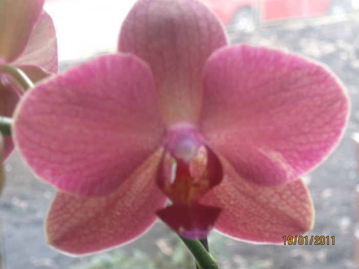 2010-2011 015 - 1-Orhideele mele dragi