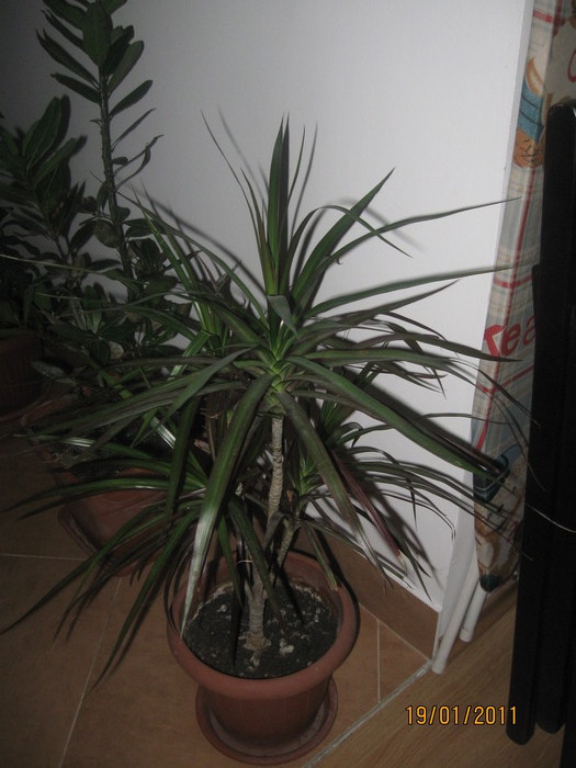 2010-2011 021 - Alte plante diverse