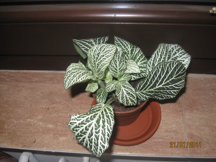 2010-2011 054 - Alte plante diverse