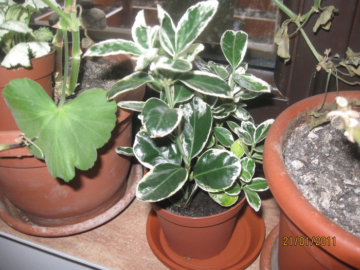 2010-2011 055 - Alte plante diverse