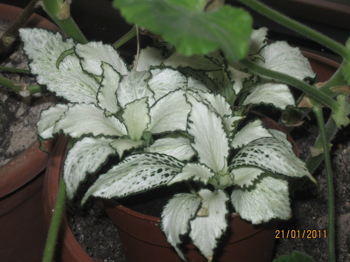 2010-2011 058 - Alte plante diverse